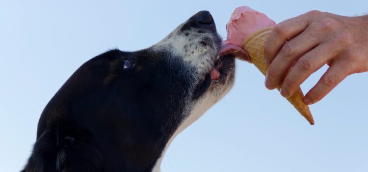 5 alimentos que cães não podem comer