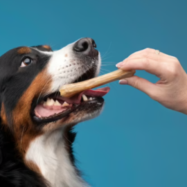 Quais os alimentos permitidos para cães? Conheça 7 opções