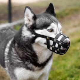 Como fazer o cachorro parar de morder: 9 dicas úteis